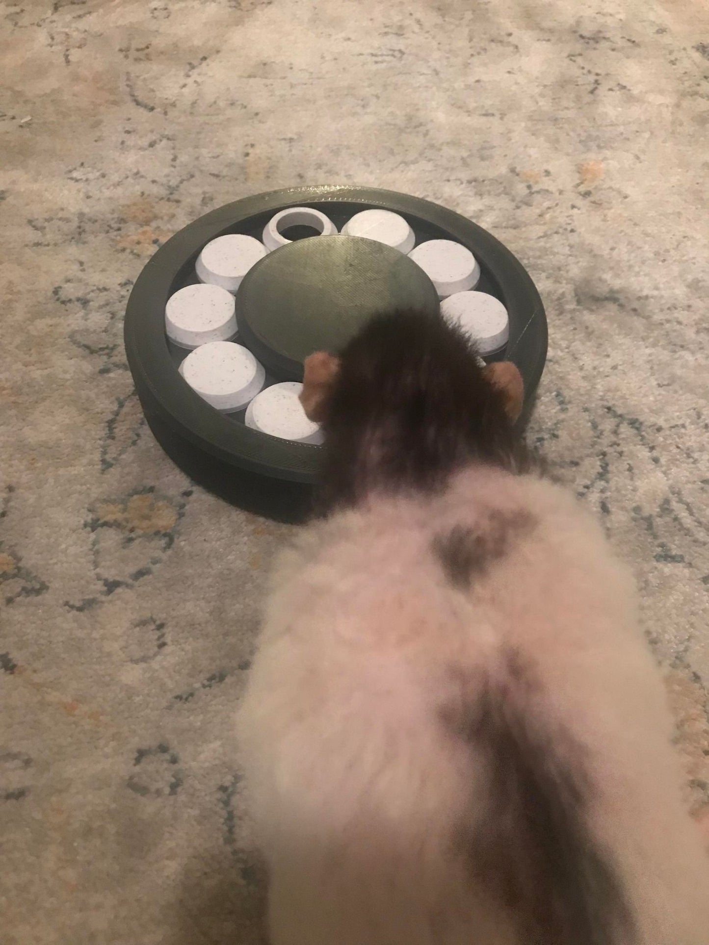 Small Pet Safe Foraging Wheel